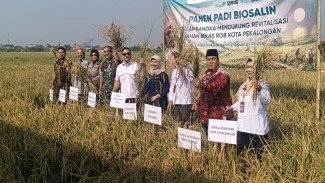 Lahan Eks Rob Pekalongan Disulap Jadi Sawah Produktif, 56 Hektare Kini Digarap Petani