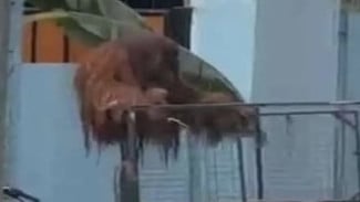 Terungkap Dugaan Cara Orang Utan Didi Bisa Lolos dari Pengamanan Solo Safari