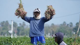 Panen Raya Bawang Merah di Bantul Capai 4.000 Ton, Produksi Tembus Rp 72 Miliar