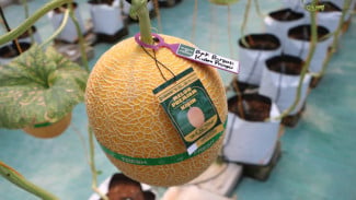 Panen Melon Merdeka di Giripeni, Lumbung Mataraman Kulonprogo Dorong Kemandirian Pangan dan Petani Milenial