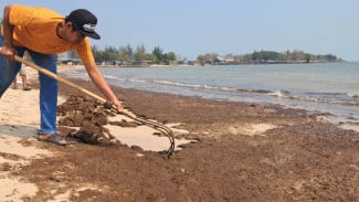 ‎Pantai Pailus Jepara Diduga Tercemar Limbah Tambak Udang, Warga Keluhkan Bau Menyengat  ‎
