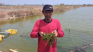Limbah Tambak Udang Diduga Cemari Pantai Pailus, Petambak Jepara Terpaksa Panen Dini dan Merugi  ‎