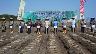 Bantul Hidupkan Kembali Tradisi Tebu, Dorong Swasembada Gula Nasional