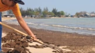 Kenapa Dengan Pantai Pailus? Dugaan Limbah Tambak Udang Kini Masuk Ranah Provinsi