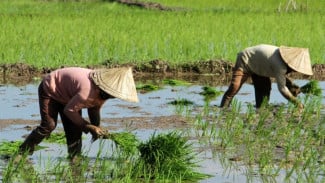 RUU Reforma Agraria Jadi Usul Inisiatif, Tantangan Implementasi Masih Mengemuka