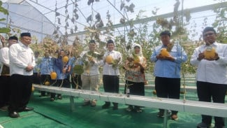 Panen Melon Wakaf Produktif di Kulonprogo Jadi Simbol Sinergi Ekonomi Umat