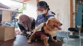 Vaksinasi Rabies di Yogyakarta Capai Separuh Target, Kucing dan Anjing Jadi Prioritas
