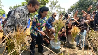 Inovasi Pertanian Perkotaan, Kelompok Tani Swa Katon Asri Wirobrajan Panen Perdana Padi dari Galon Bekas