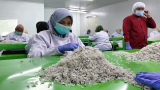 Ikan Kecil Penghasil Devisa, 20 Ton Sekali Ekspor