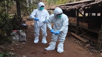 Pakar UGM Ingatkan Risiko Penularan Antraks di Balik Tradisi Brandu Gunungkidul
