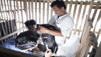 Tim FKH UGM Tangani Kasus Gondok dan Abortus Kambing Perah di Jatinom