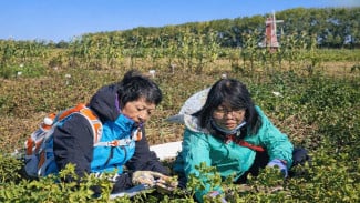 UGM dan ICI-HAAS China Kembangkan Varietas Kentang Tahan Hawar Daun