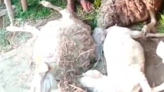 Kambing Mati di Tengklik, BKSDA Selidiki Dugaan Serangan Macan Tutul
