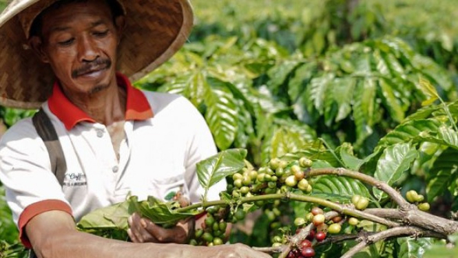 Petani memetik buah kopi