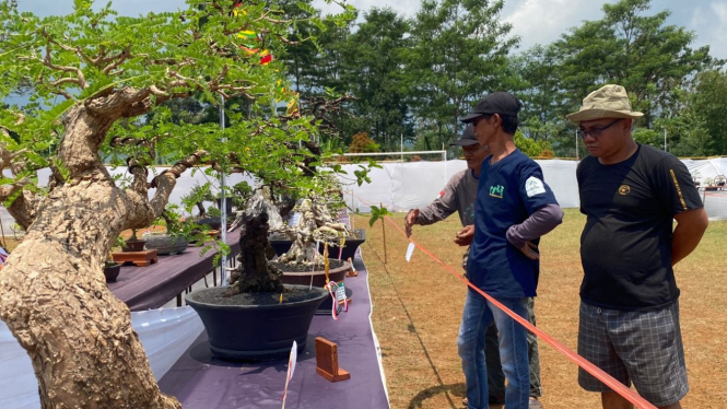 Pameran Bonsai di Lapangan Gelora, Kecamatan Bandar, Kabupaten Batang