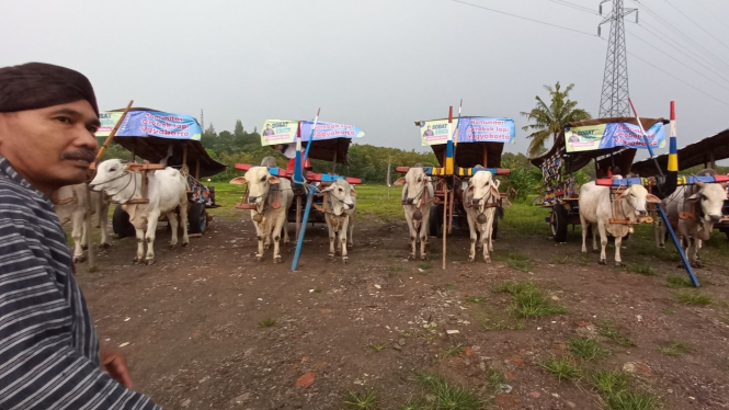 Gerobak Sapi jadi kendaraan wisata di DIY