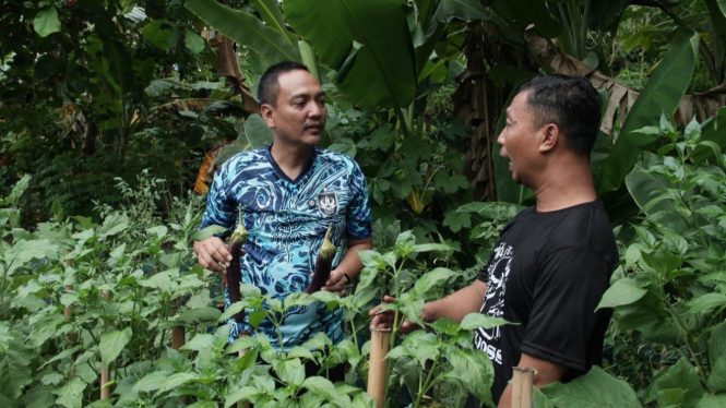 Yoyok Sukawi Saat Panen Urban Farming di Gunungpati