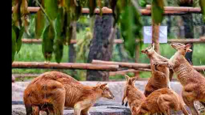 Kangguru salah satu koleksi Solo Zoo