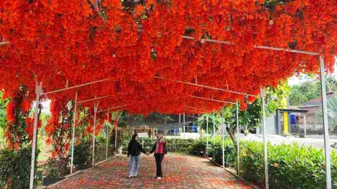 Bunga Flame of Irian di Telaga Kusuma Karanganyar