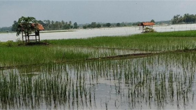 Ancaman gagal panen ancam ratusan lahan pertanian di Kudus.