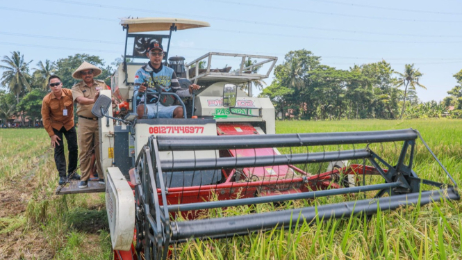 Petani di Jawa Tengah siap panen antara Februari hingga April.