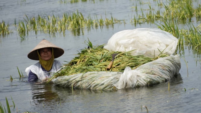 Ratusan hektar sawah di Kudus terendam banjir.