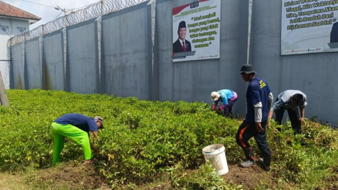 Panen kacang tanah Lapas Narkotika Nusakambangan