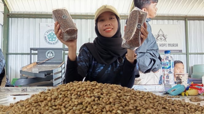 Hasil panen kopi Robusta petani Desa Colo, Kecamatan Dawe Kudus.