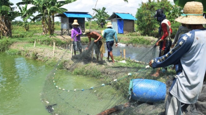 Sentra penghasil lelel Desa Mustokoharjo Kecamatan Pati.