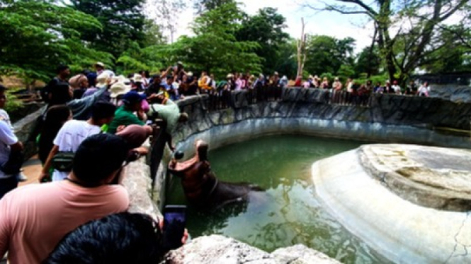 Pemberian makan Kuda Nil koleksi satwa di Solo Safari