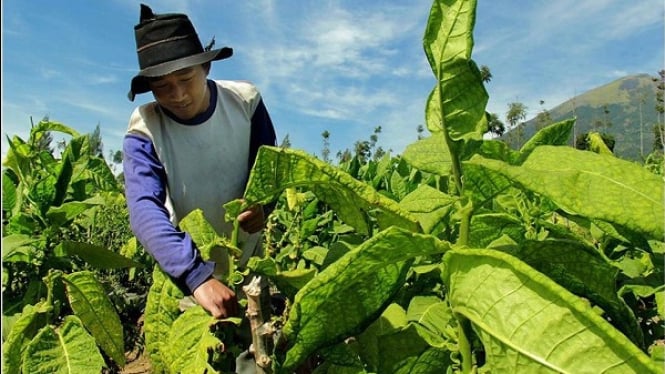 Petani Tembakau di Temanggung