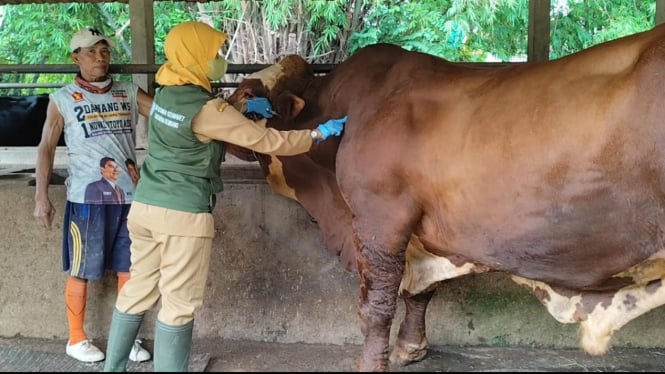 Kotoran sapi bahan baku energy biogas di Banyuroto