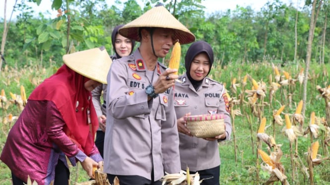 Wakapolres Jepara panen jagung tongkol di lahan PTPN