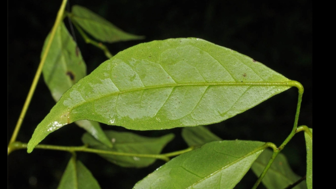 Murraya Sumatrana