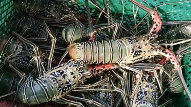 Potensi benih lobster di Indonesia