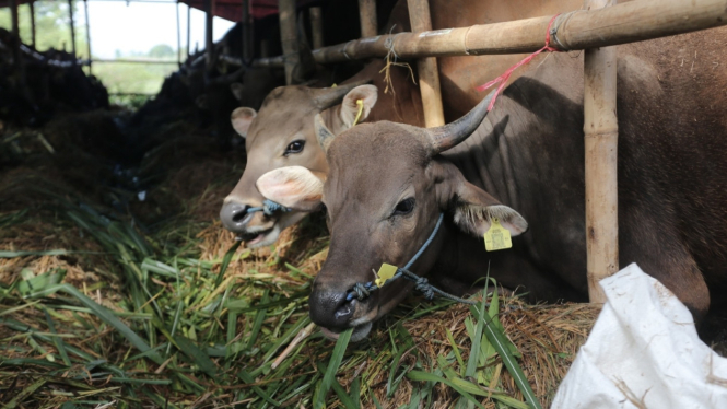Stok sapi menjelang Idul Ahda di DIY aman