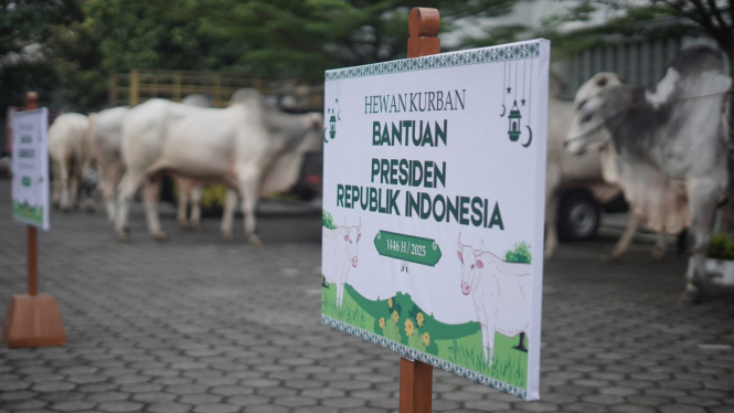 Presiden RI kurban 8 ekor sapi di DIY