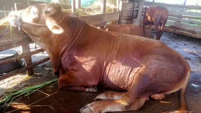 Penampakan sapi kurban jenis limosin Presiden Prabowo