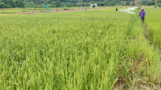 Padi varietas unggul Gamagora di Pulau Enggano