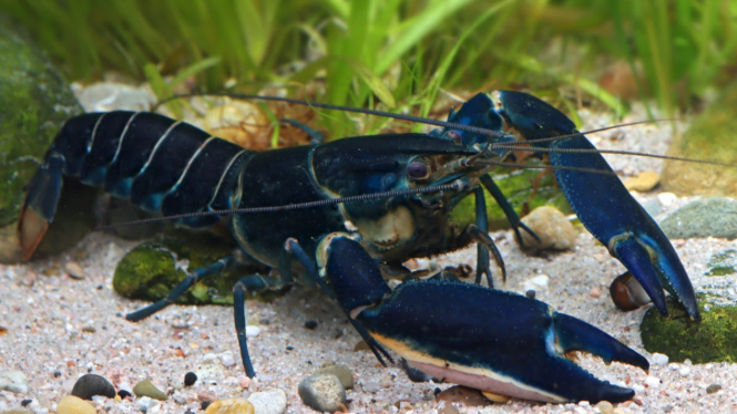 Tujuh spesies baru lobster air tawar di Papua Barat