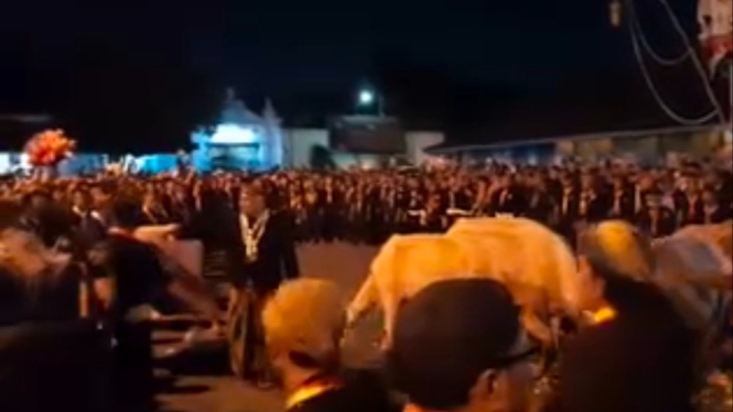 Koran Kerbau Bule