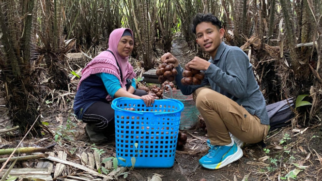 Arif Reksa saat panen salak
