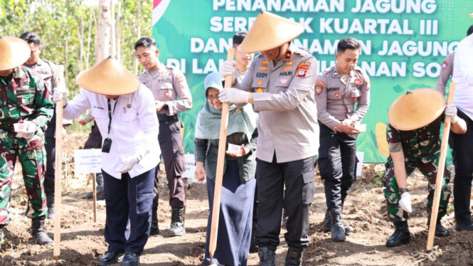 Polda DIY Tanam Jagung di Gunungkidul