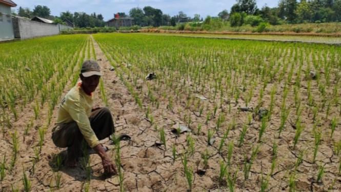 Petani perlu waspadai kemarau basah