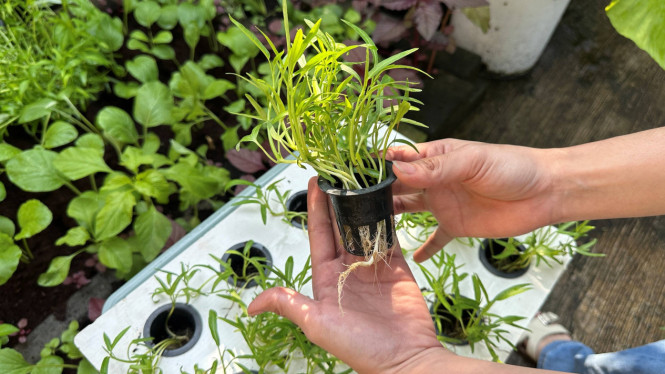 Tanaman butuh nutrisi sejak benih