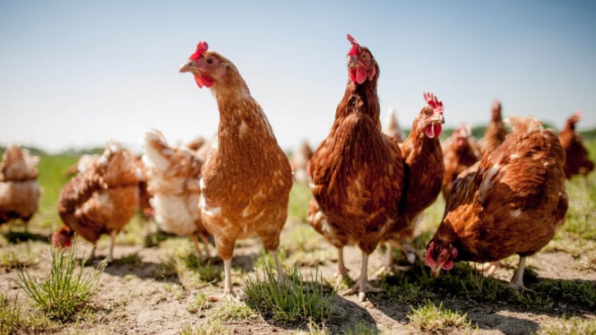 Ayam petelur Bebas Sangkar