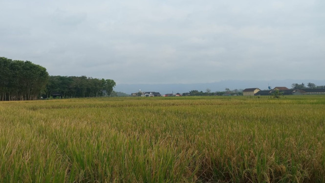 Padi yang hampir panen rawan serangan tikus