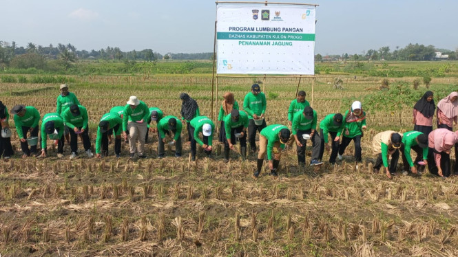 BAZNAS Kulonprogo Kembangkan Lumbung Pangan Jagung di Sentolo