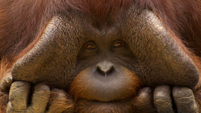 Perdagangan Orangutan marak