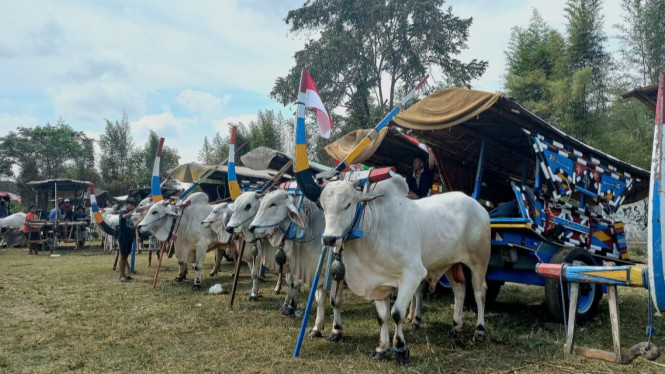 Gerobak Sapi simbol warisan budaya agraris